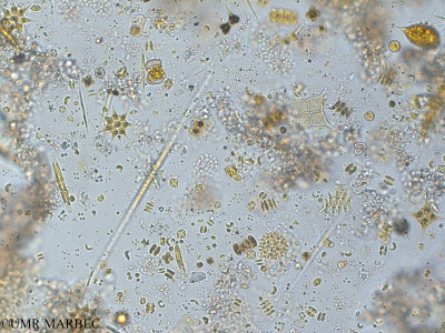 phyto/Pertuis Charentais/Tasdon_st2/PAMPAS 2019-2021/Cosmarium sp (TASDON_St2_R1_0719008).tif(copy)_thumb.jpg